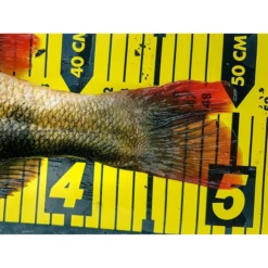 Spro Ruler 150 -Fijn Vistuig Spro Ruler 150 3